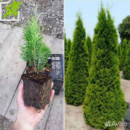 Туя западная Смарагд, Брабант