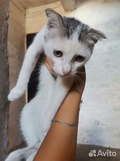 Одам кота в добрые руки