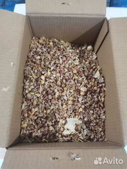 Семена элитного российского чеснока