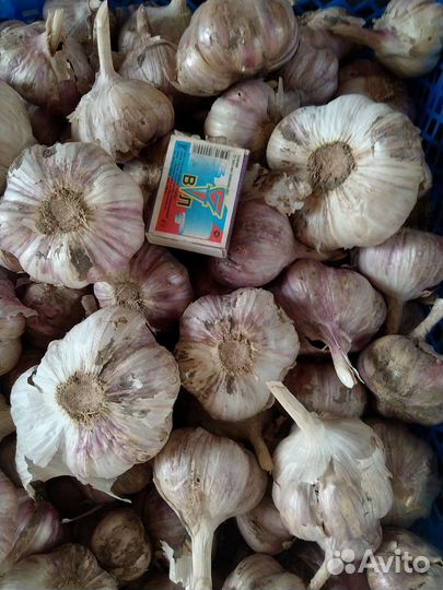 Чеснок на посадку, на еду