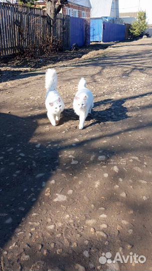 Кошки в добрые руки бесплатно