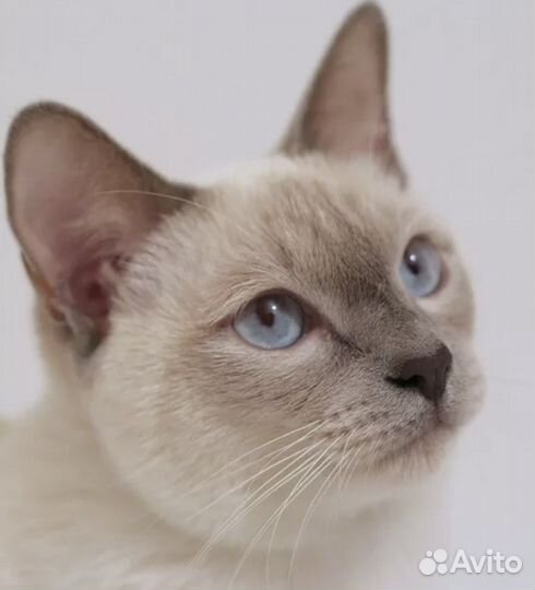 Кошка сил поинт