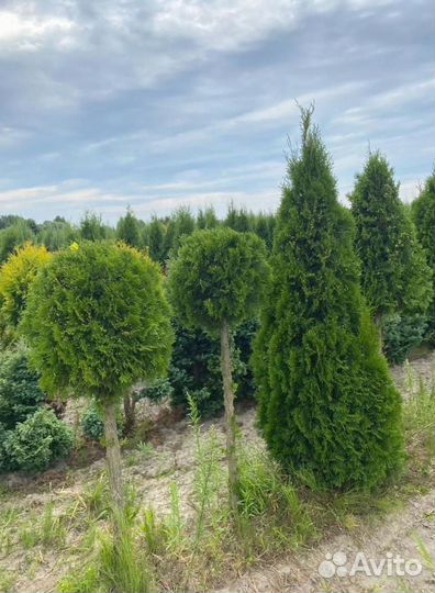 Туя Смарагд