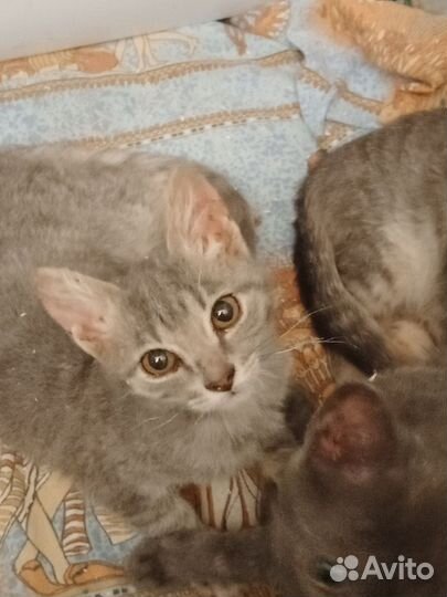 Кошка в дар бесплатно