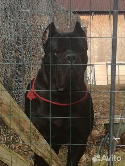 Кобель кане корсо для вязки