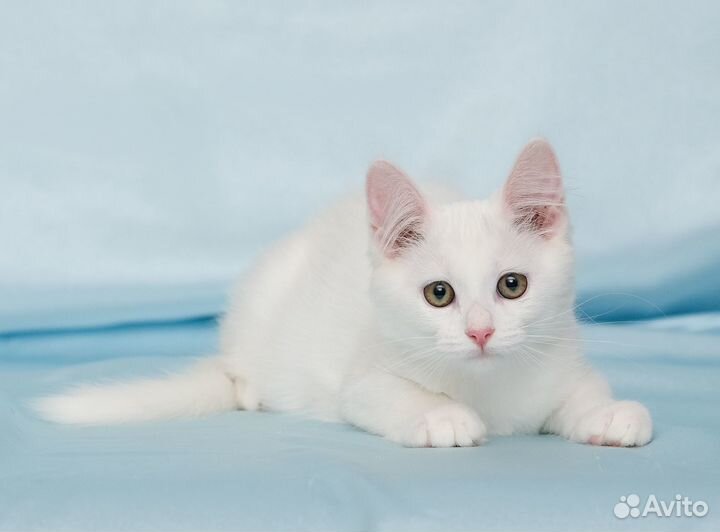 Котенок Байт ищет дом