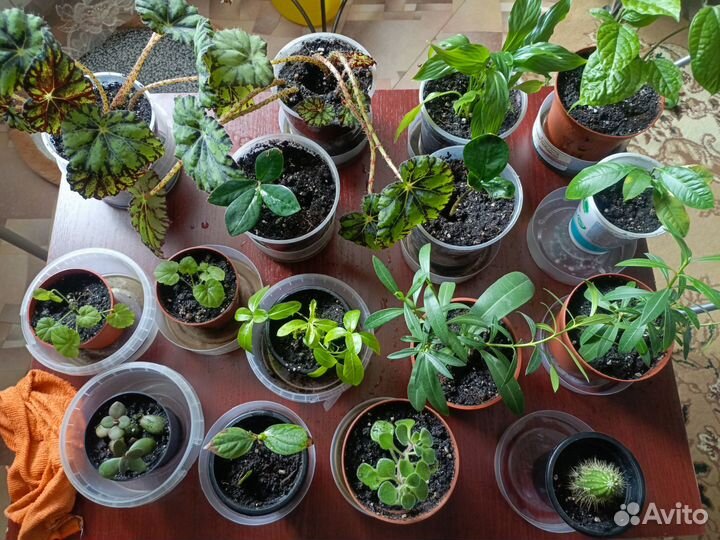 Комнатные цветы