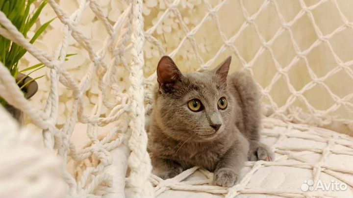 Отдам бесплатно