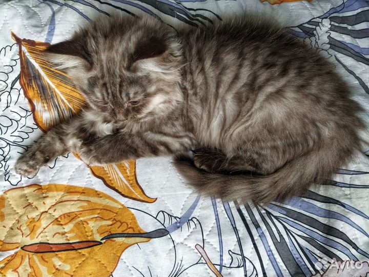 Шотландские малыши