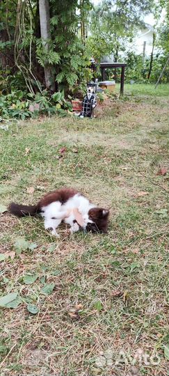 Котенок (мальчик)