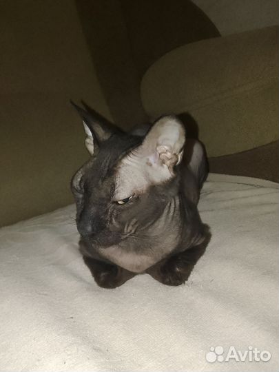 Донской сфинкс