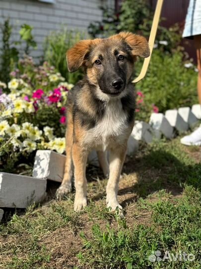 Щенок в добрые руки бесплатно