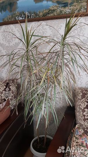 Пальма драцена