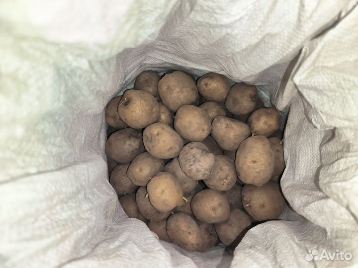 Семенной картофель