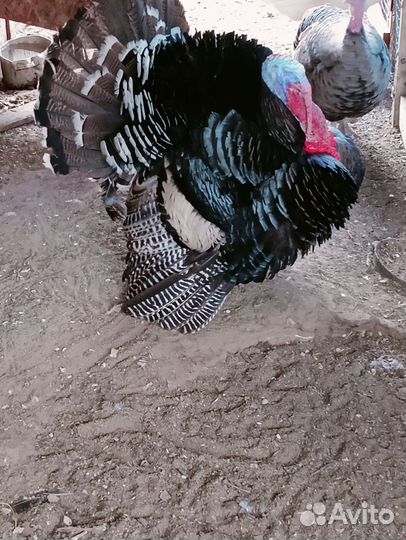 Яйца Индюков на инкубацию