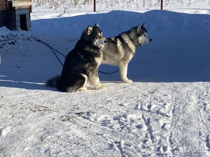 Собаки в добрые руки