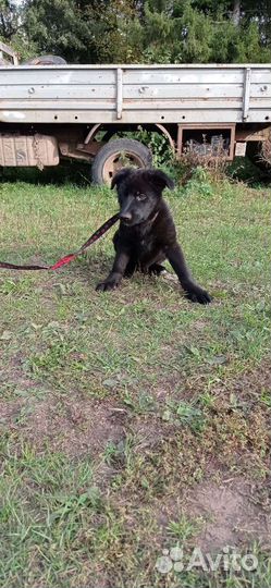 Продам щенков Восточноевропейской овчарки