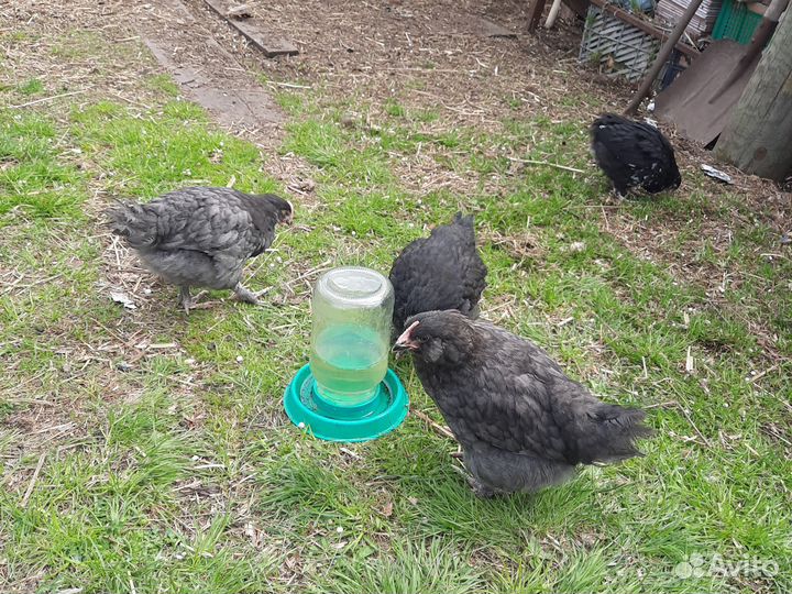 Петушки месячные.Амераукан,Лакендази, Ухейилюй