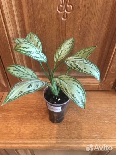 Аглаонемы,Хлорофитум кудрявый