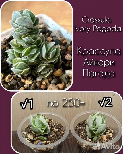 Крассула дороти, пагода, голум,суккуленты