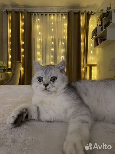 Британская кошка вязка