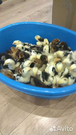 Инкубационное яйцо, цыплята кучинские