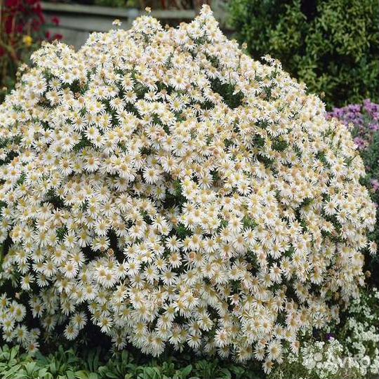 Многолетники для сада