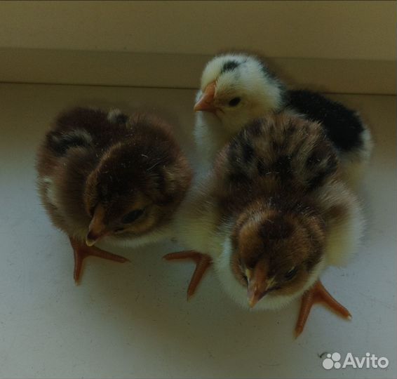 Цыплята Ливенские Барневельдер Бройлеры