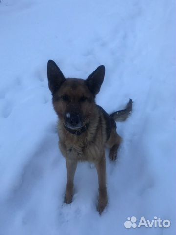 Восточно европейская овчарка отдам. Овчарка год. Возьму овчарку в добрые руки. Отдам щенка немецкой овчарки 2022. Овчарка в один месте.
