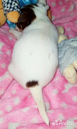 Супер микрики, малышики,чихуахуа доставка