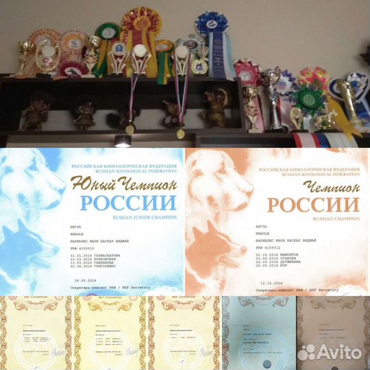 Бигль щенок