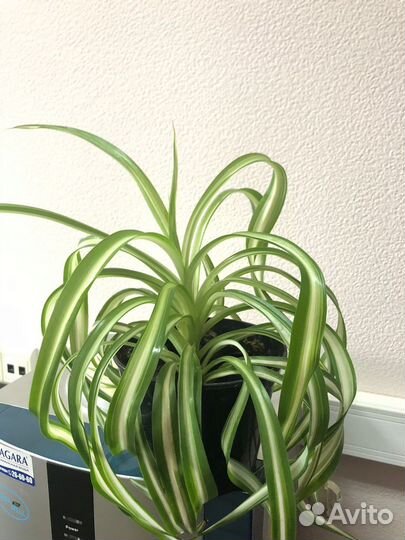 Хлорофитум