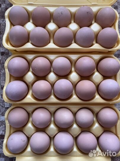 Инкубационное яйцо породистых кур фавероль и маран