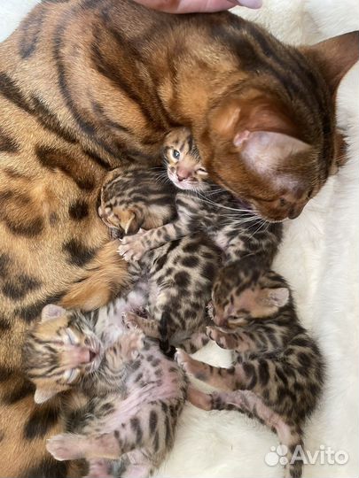 Бенгальская кошка