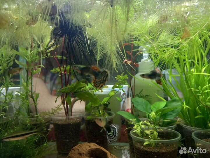 Гуппи Дамбо Красная Мозайка