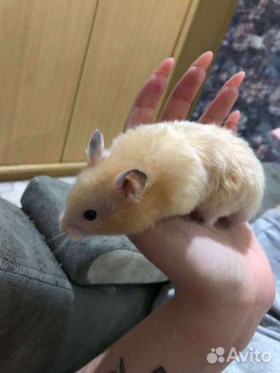 Сирийский хомяк с клеткой