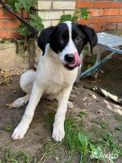 Щенки алабая в добрые руки бесплатно