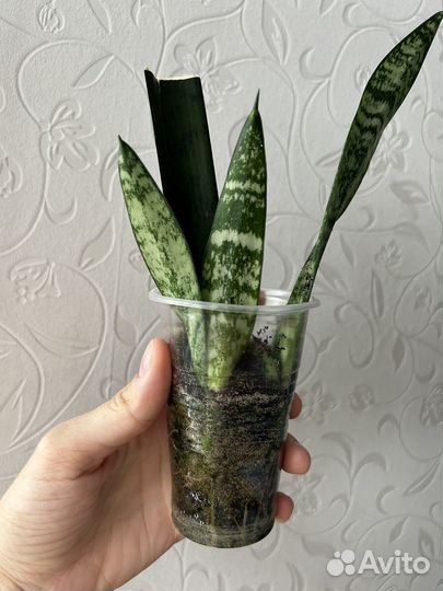 Сансевиерия детки щучий хвост