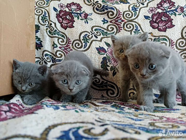 Шотландские котята