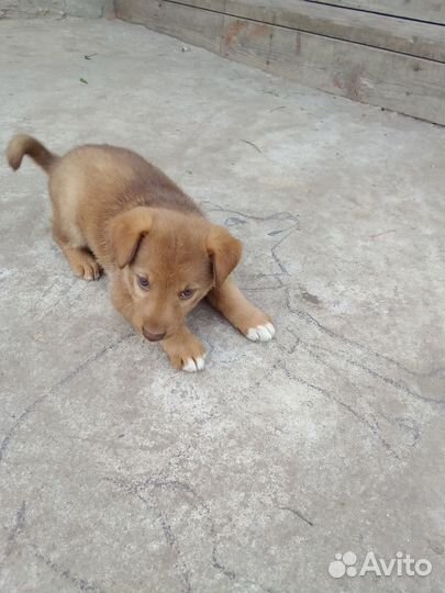 Отдам в добрые руки