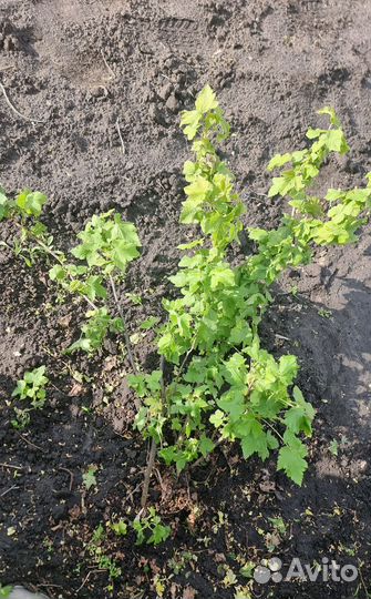 Кусты черной смородины