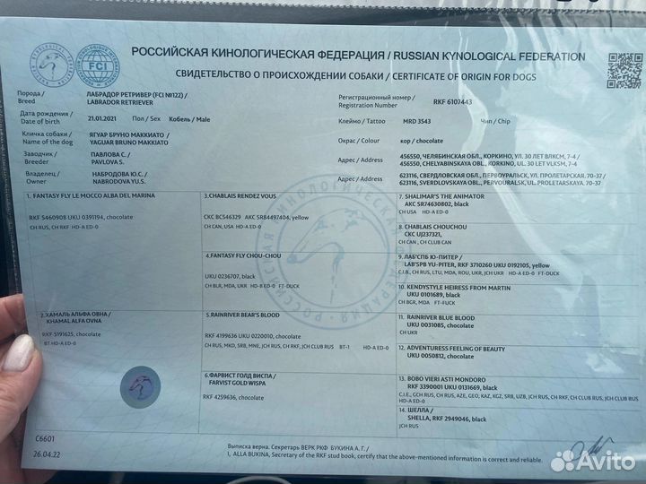 Кобель лабрадора Вязка