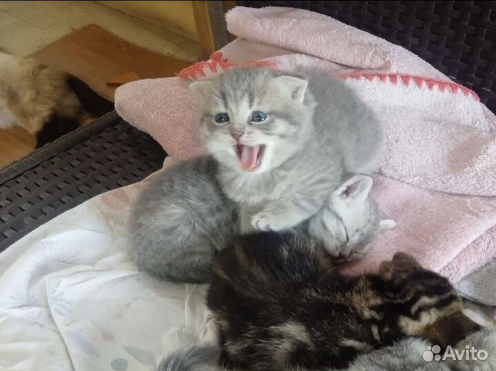 Котята в добрые руки