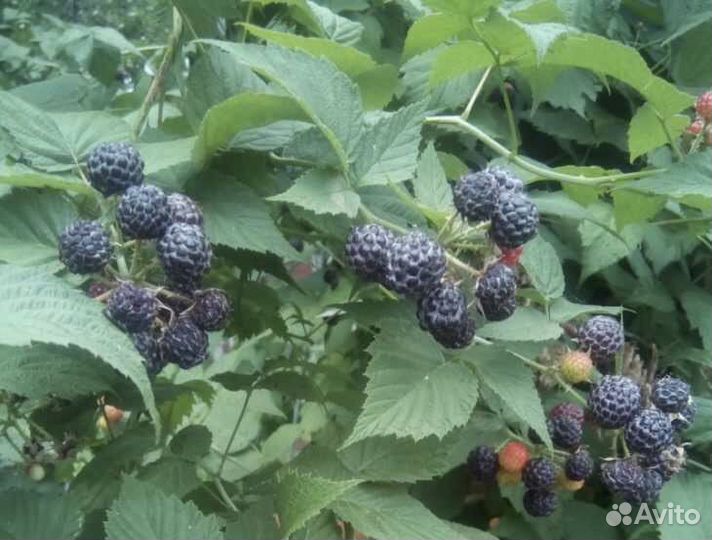 Ежемалина.Чёрная малина. Кумберленд