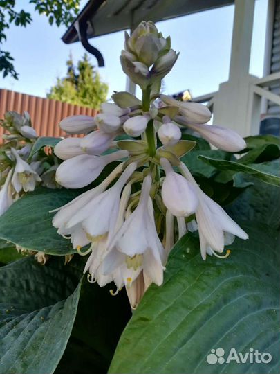 Хосты, очиток