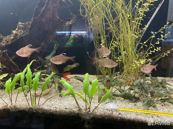 Аквариумные рыбки