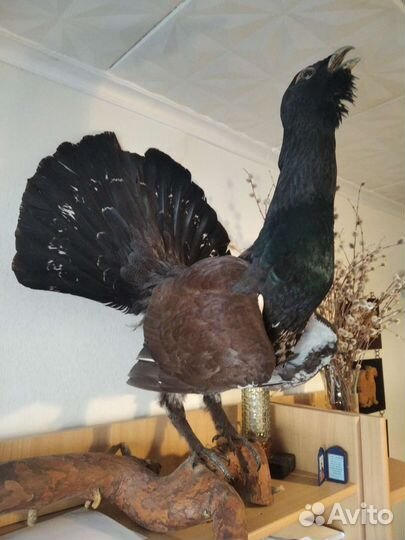 Чучело глухаря