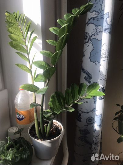 Замиокулькас