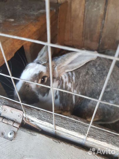 Кролики домашние, мясом и живьём