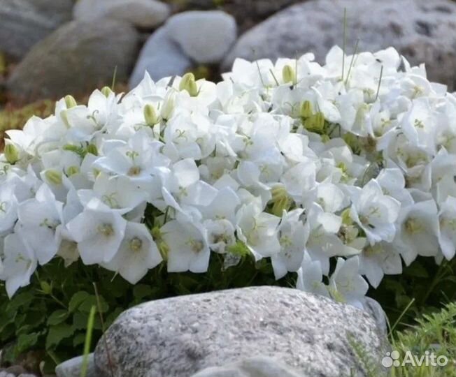 Молодило (Каменная Роза), очиток, шалфей